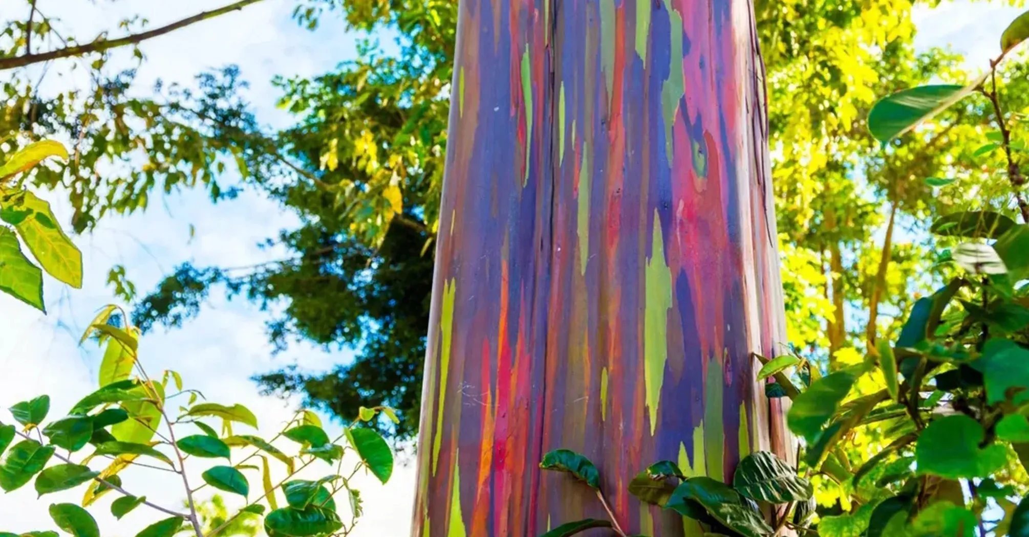 На Земле есть дерево, похожее на радугу: как выглядит и чем интересно (фото)