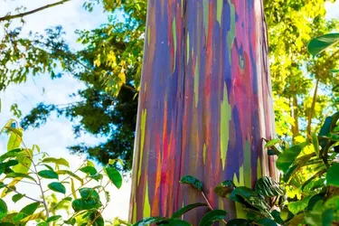 На Земле есть дерево, похожее на радугу: как выглядит и чем интересно (фото)