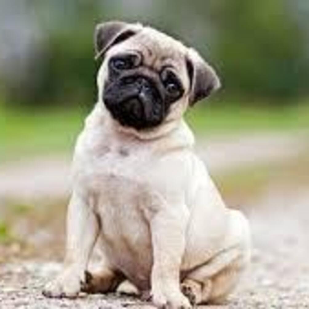 Ви до них не готові: топ порід собак, які не підходять початківцям