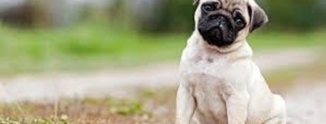 Вы к ним не готовы: топ пород собак, не подходящих начинающим