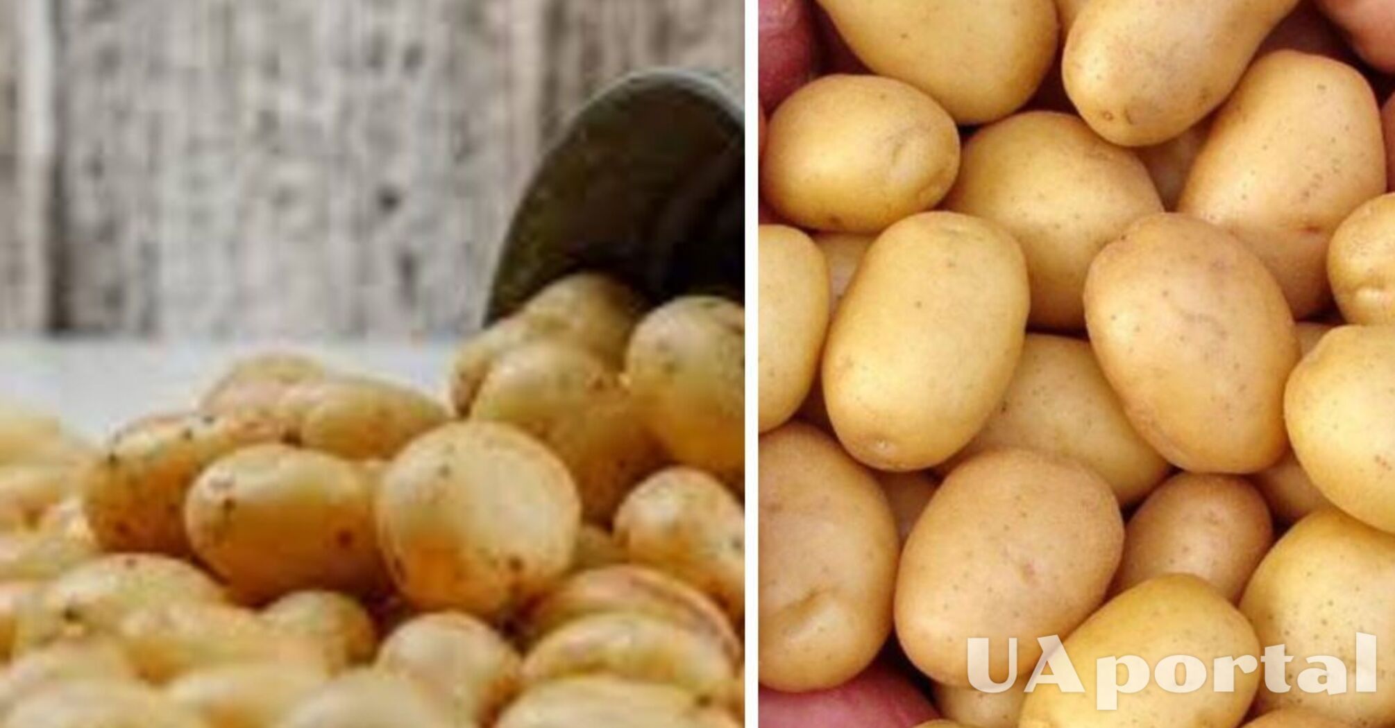 В Україні подорожчала картопля: скільки коштує кілограм  