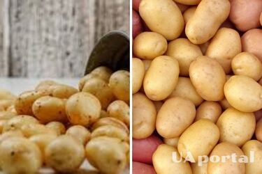 В Україні подорожчала картопля: скільки коштує кілограм
