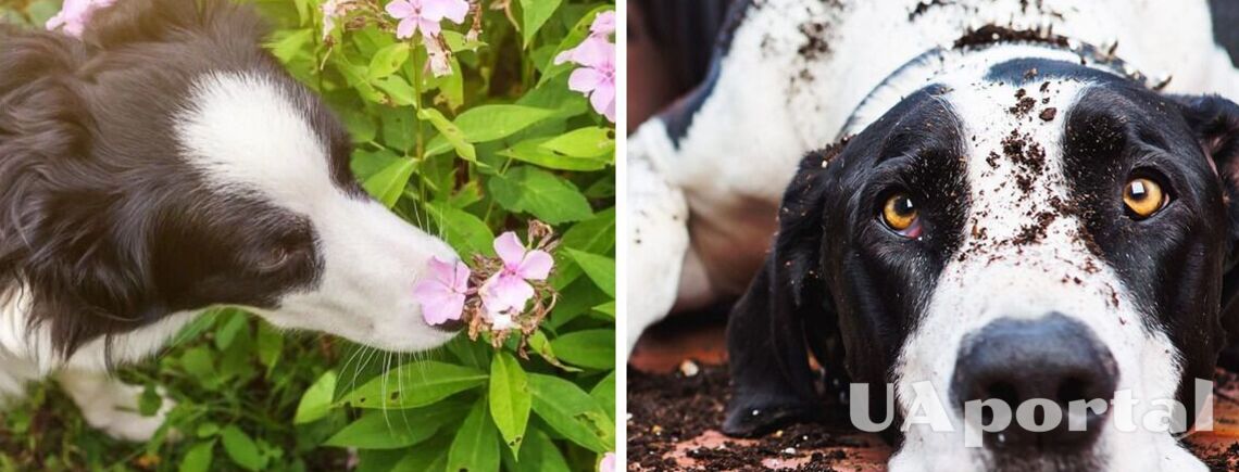 Можуть спровокувати отруєння і не тільки: названо топ найнебезпечніших рослин для собак