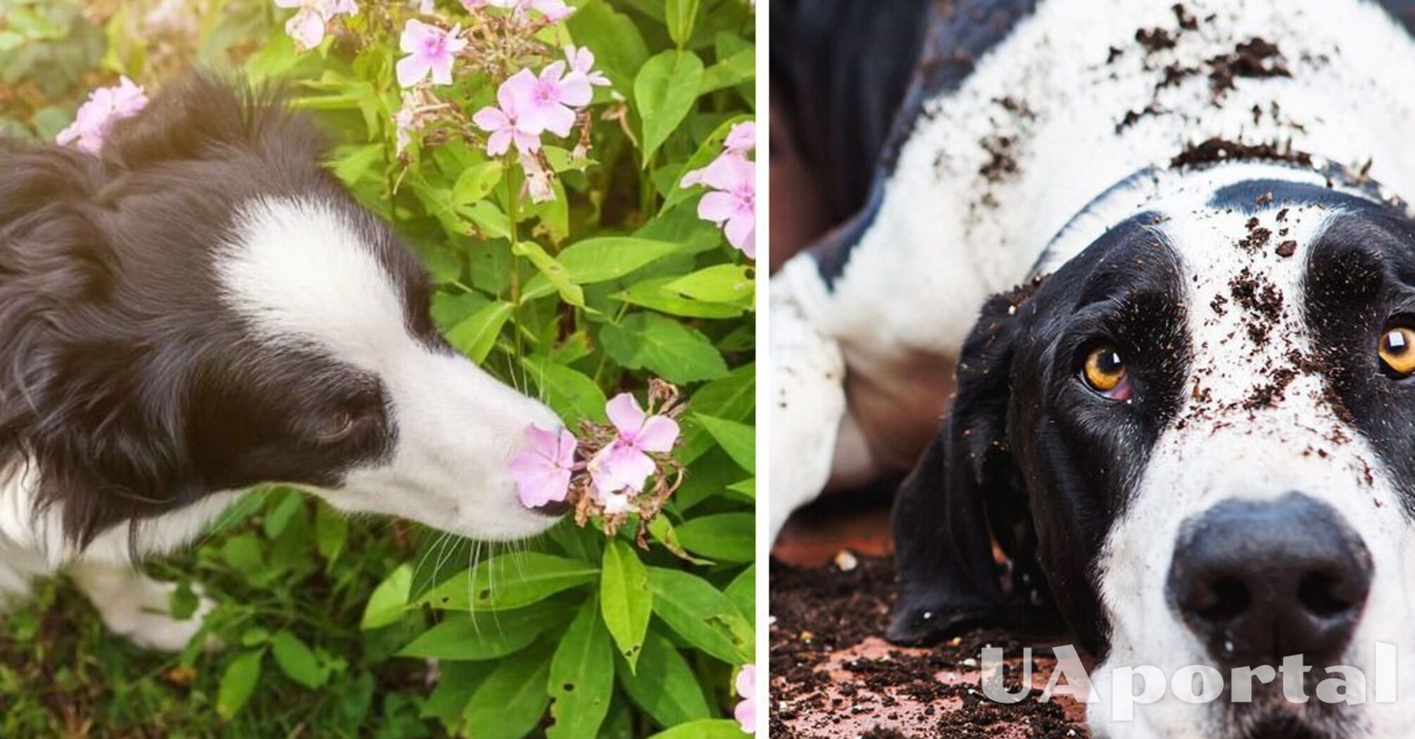Могут спровоцировать отравление и не только: назван топ самых опасных растений для собак