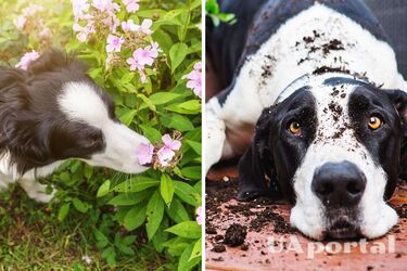 Можуть спровокувати отруєння і не тільки: названо топ найнебезпечніших рослин для собак