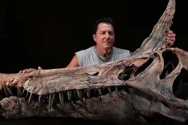 У Сахарі виявили унікальну скамʼянілість динозавра віком 66 мільярдів років (фото)