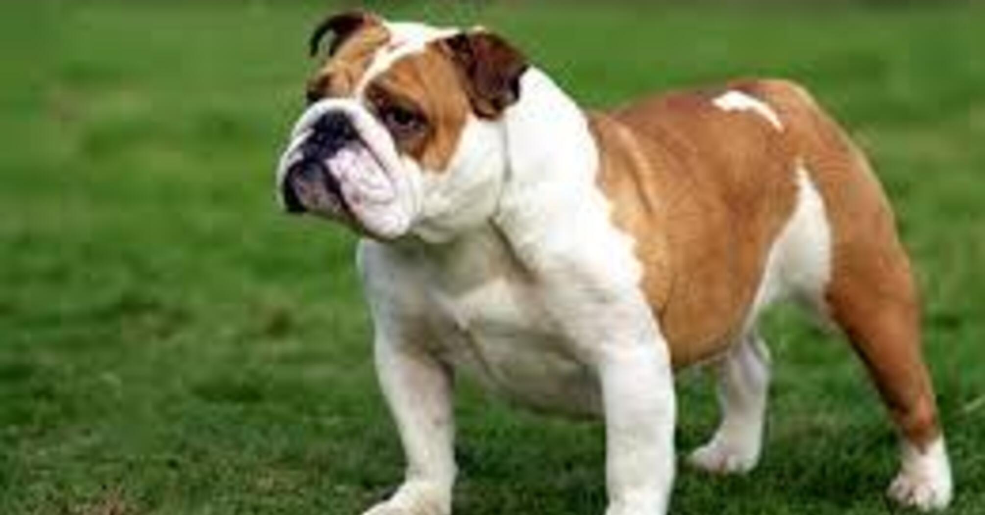 Чекає швидка розлука: які породи собак мають найкоротше життя   