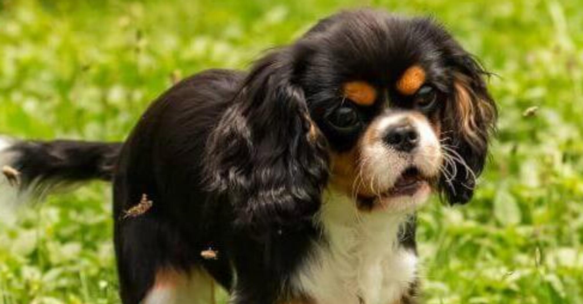 Идеальные для интровертов: топ пород собак со спокойным характером