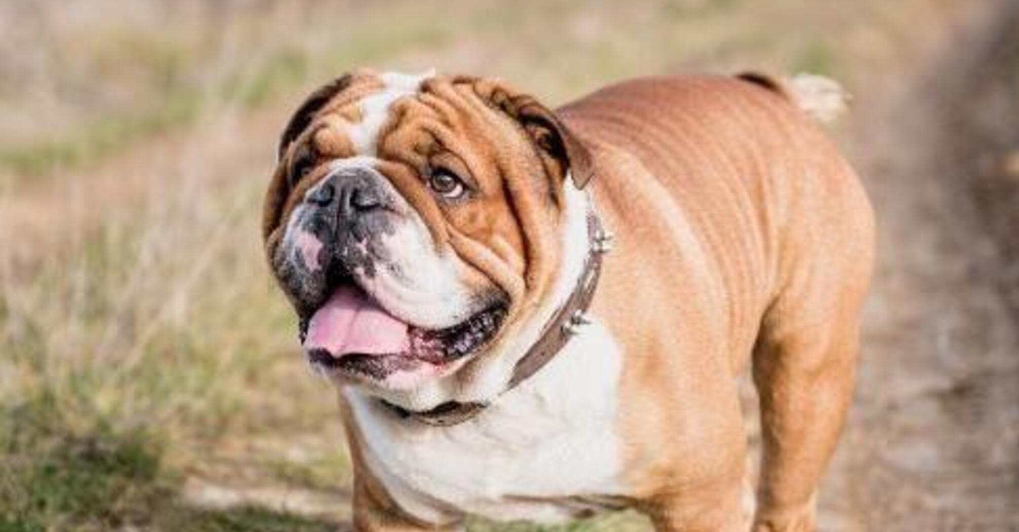 Не повезло с генами: какие породы собак чаще всего болеют