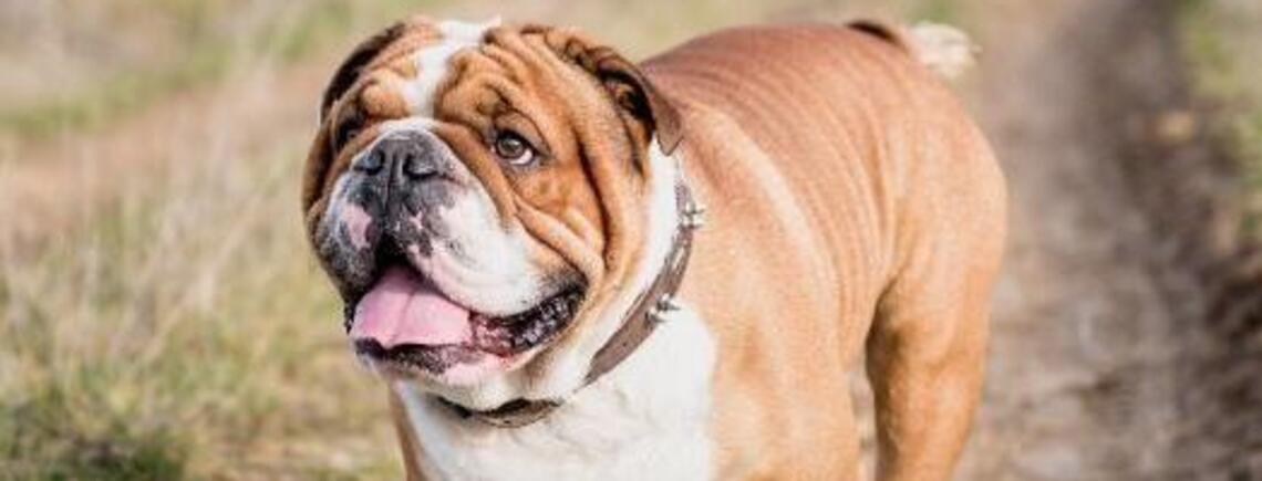 Не повезло с генами: какие породы собак чаще всего болеют