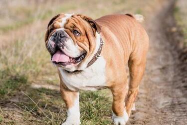 Не пощастило з генами: які породи собак найчастіше хворіють