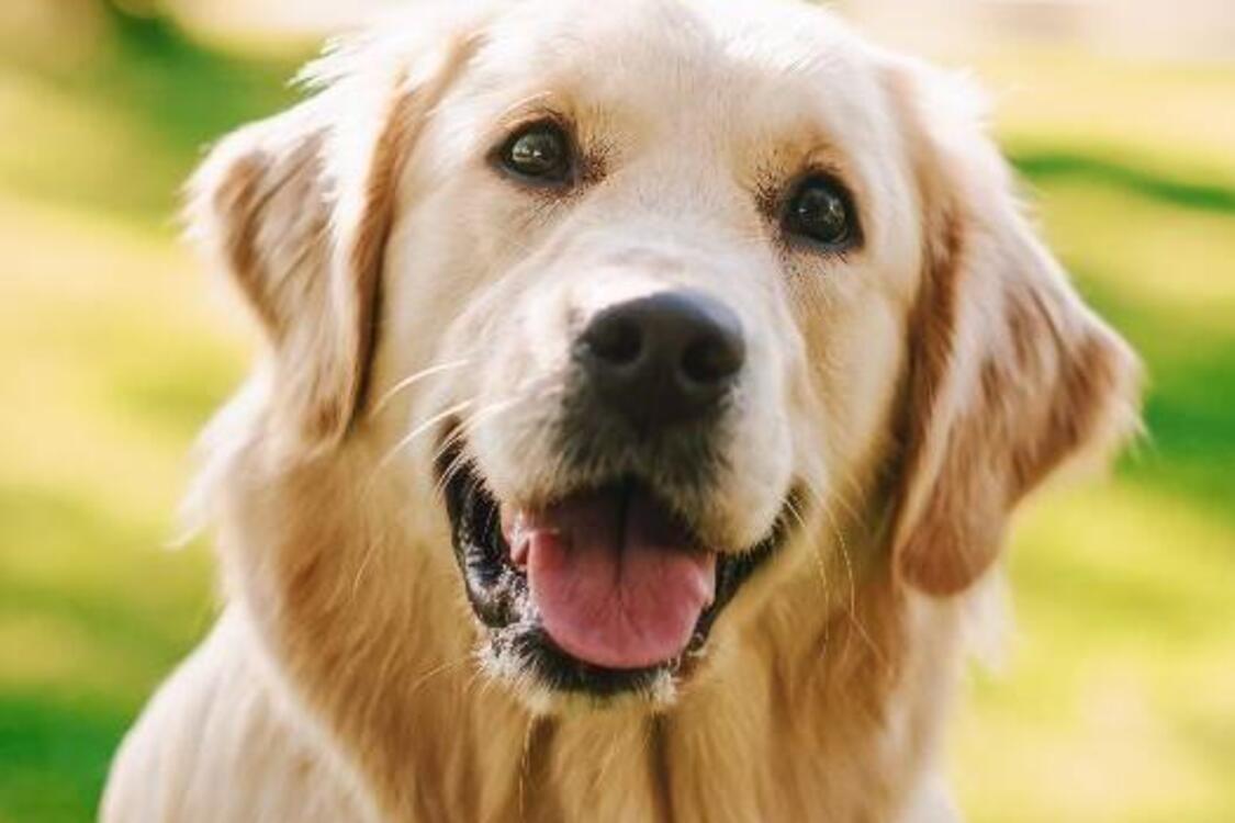 Завжди поряд: топ найвідданіших порід собак