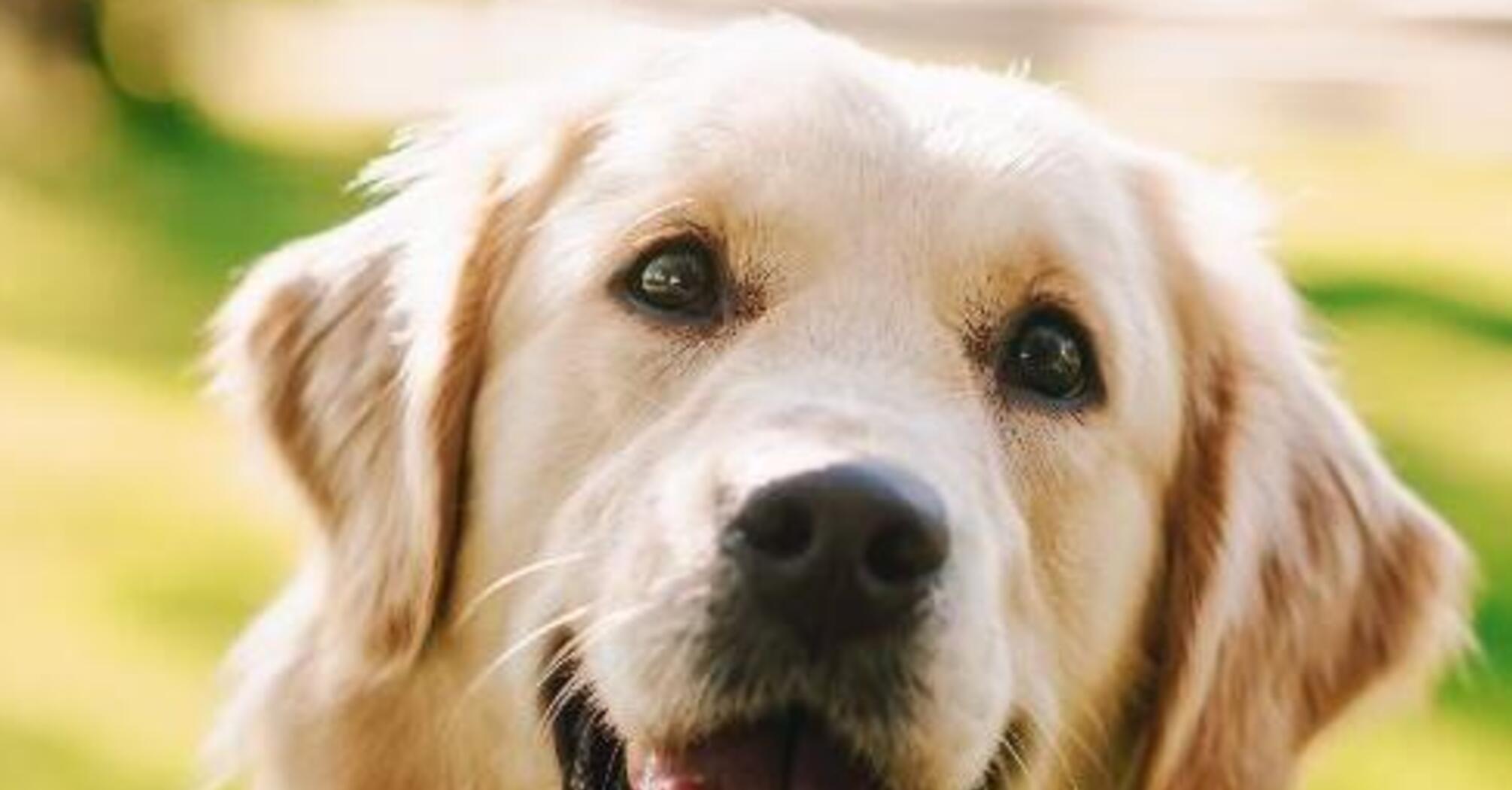 Всегда рядом: топ самых преданных пород собак