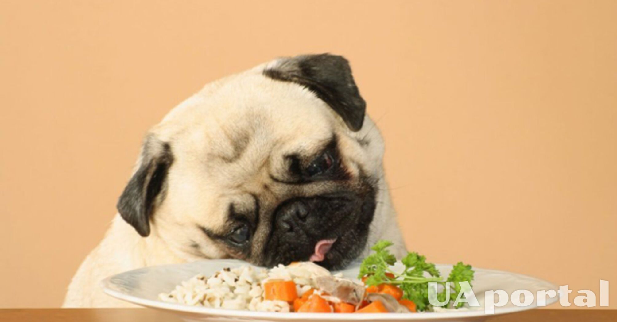 Може мати дуже сумні наслідки: якими продуктами категорично не можна годувати собак   