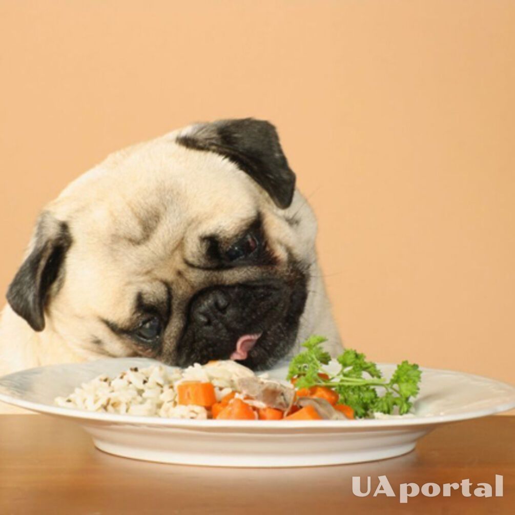 Может иметь очень печальные последствия: какими продуктами категорически нельзя кормить собак