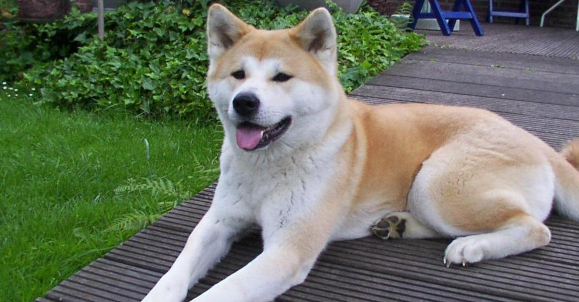 З ними варто бути обережним: топ найбезпечніших собак   