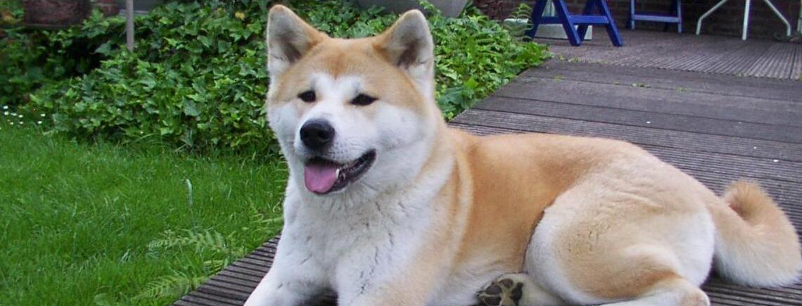 С ними следует быть осторожным: топ самых безопасных собак