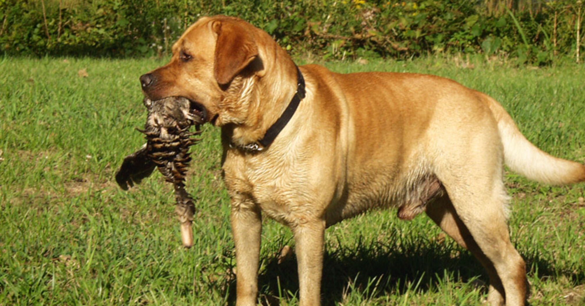 Які породи собак найрозумніші: ви будете здивовані  