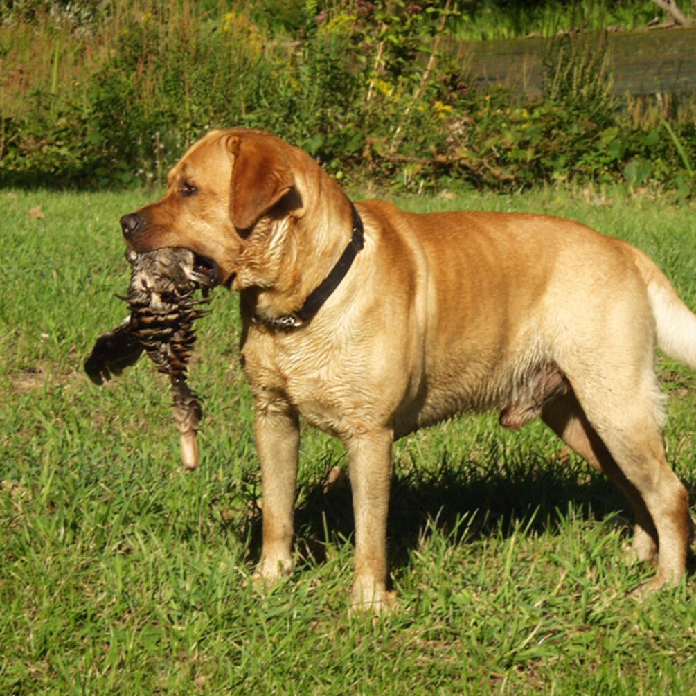 Какие породы собак самые умные: вы будете удивлены