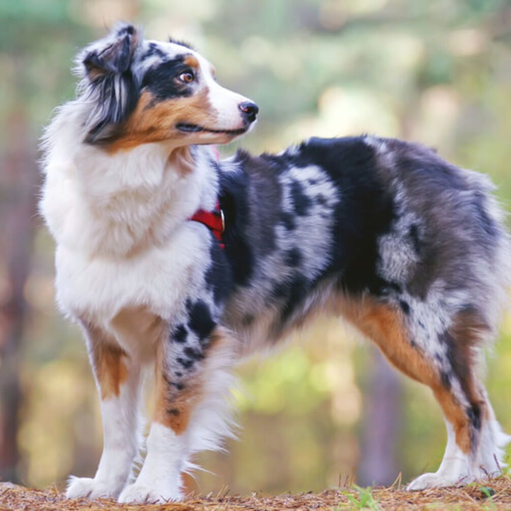 Невероятно умный: какую породу собак легче всего дрессировать