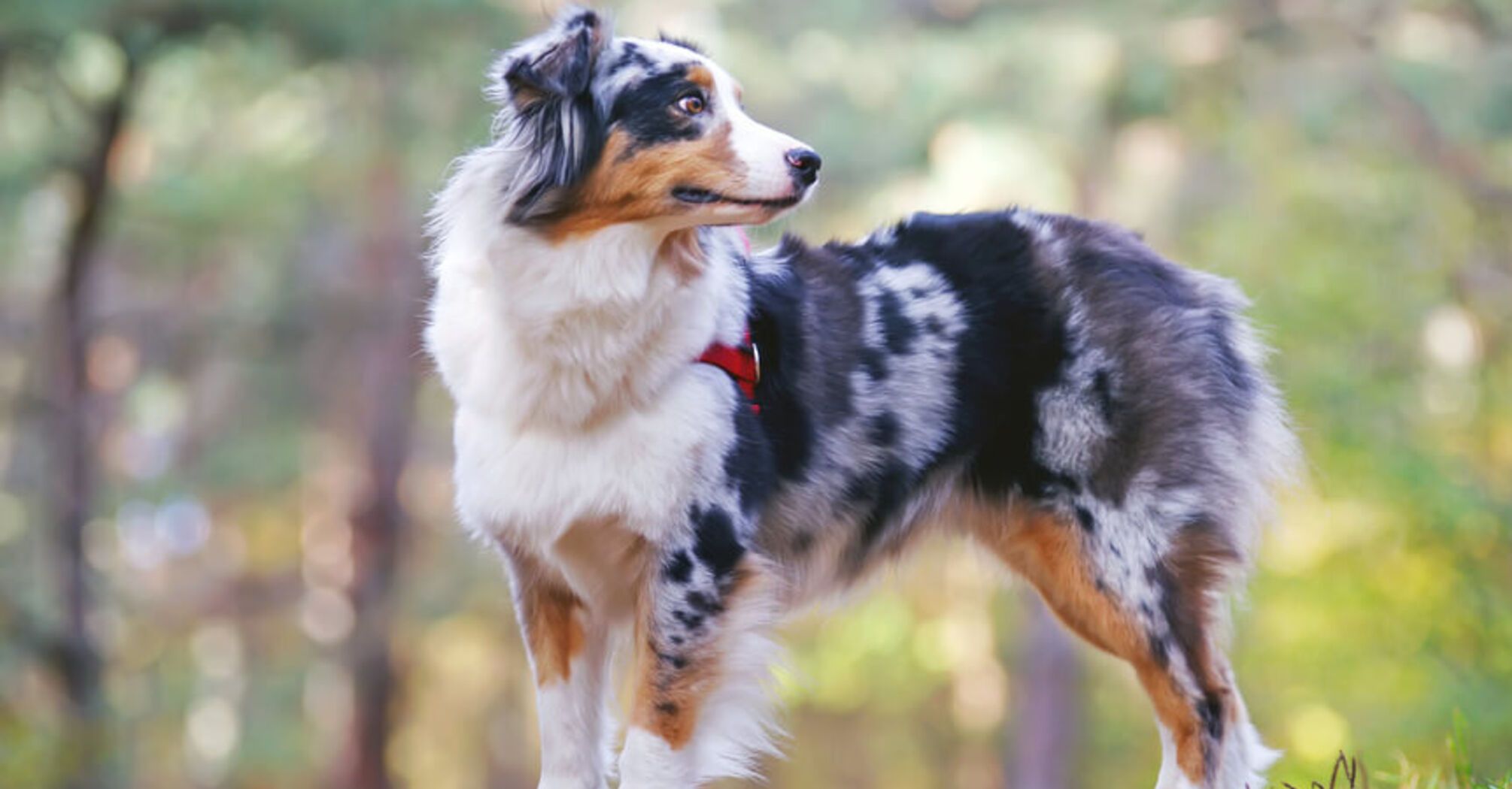 Невероятно умный: какую породу собак легче всего дрессировать