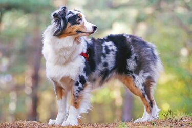 Невероятно умный: какую породу собак легче всего дрессировать