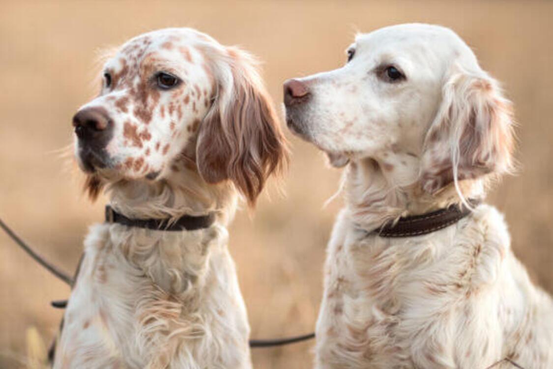 Пушистый позитив: топ пород собак с веселым характером