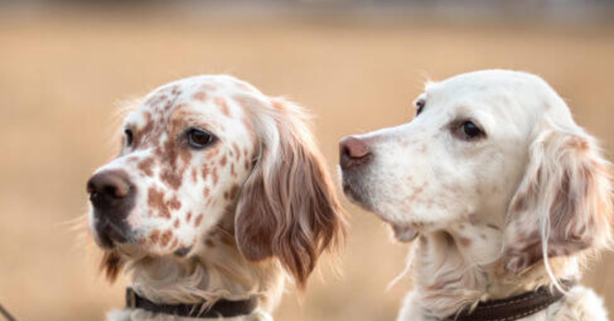 Пушистый позитив: топ пород собак с веселым характером