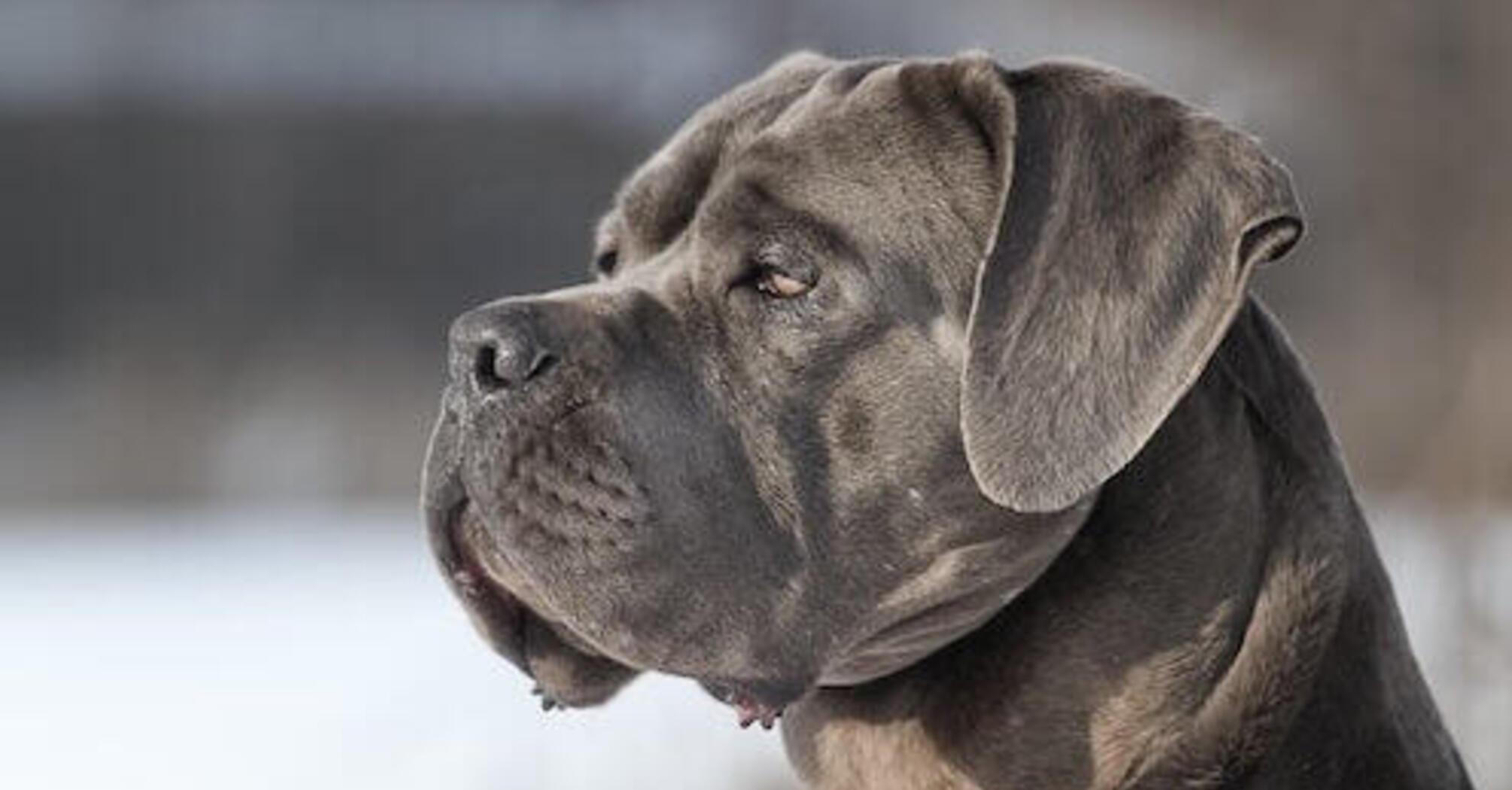 Які породи собак найпопулярніші в Україні 