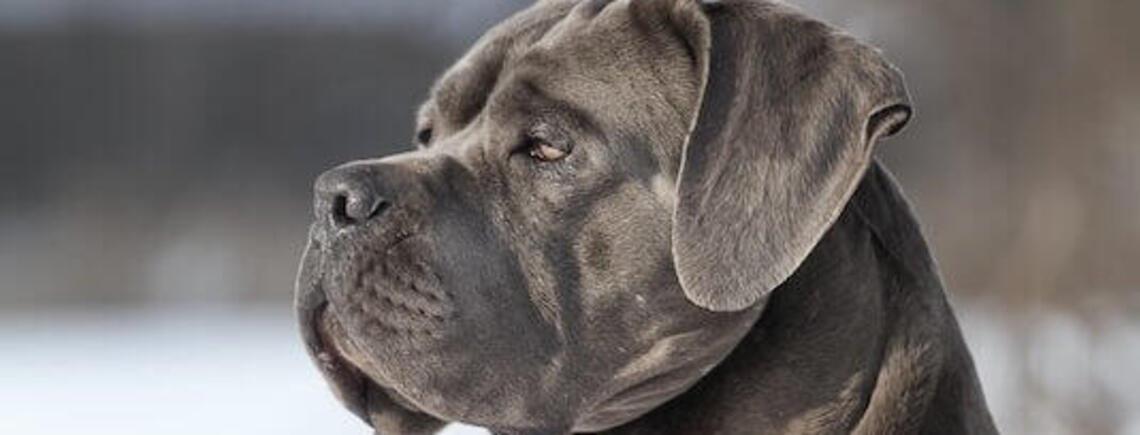 Які породи собак найпопулярніші в Україні