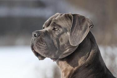 Какие породы собак самые популярные в Украине