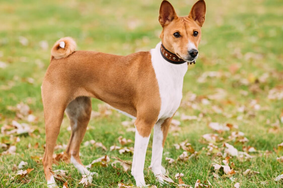 Не розоритесь на ветеринарі: топ порід собак з міцним здоровʼям