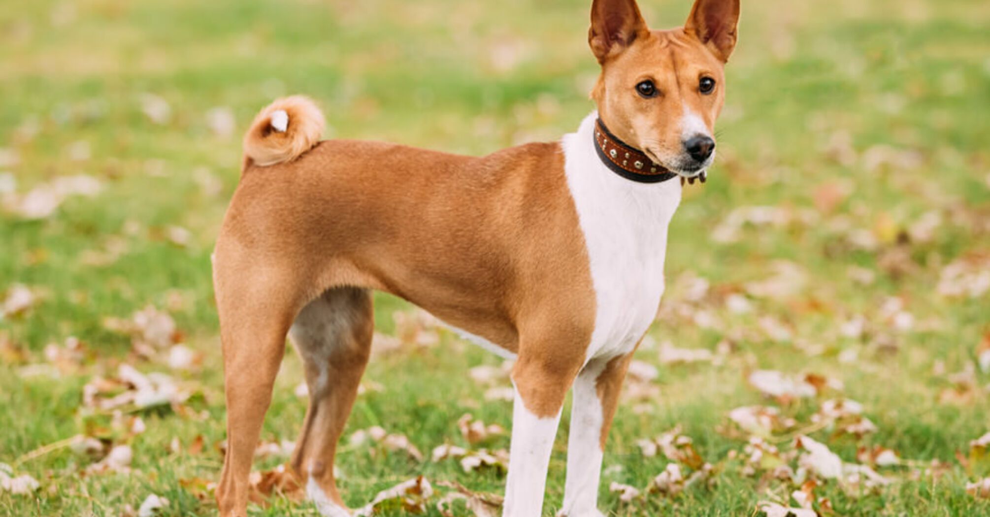 Не розоритесь на ветеринарі: топ порід собак з міцним здоровʼям