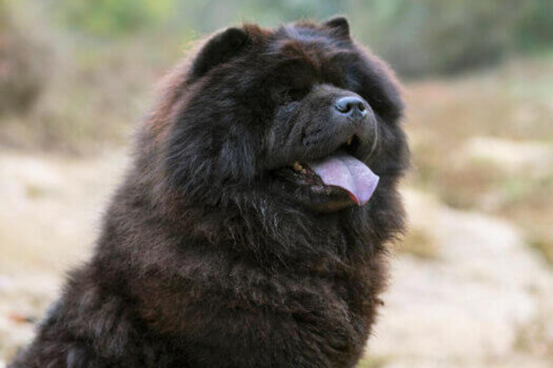 Жах для грумера: названо топ найпроблемніших порід собак