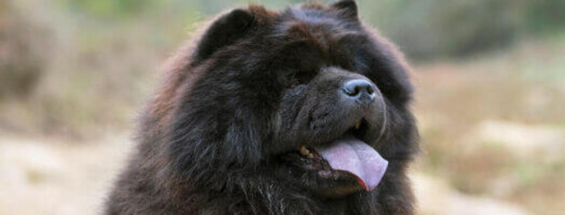 Жах для грумера: названо топ найпроблемніших порід собак