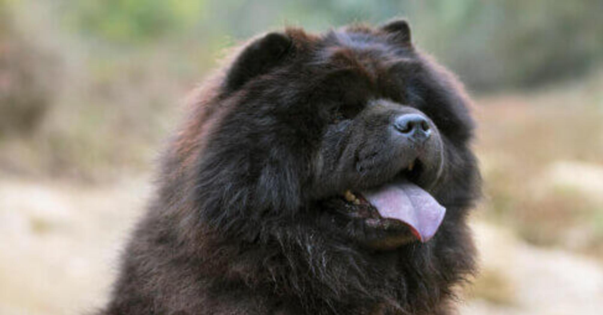 Ужас для грумера: назван топ самых проблемных пород собак