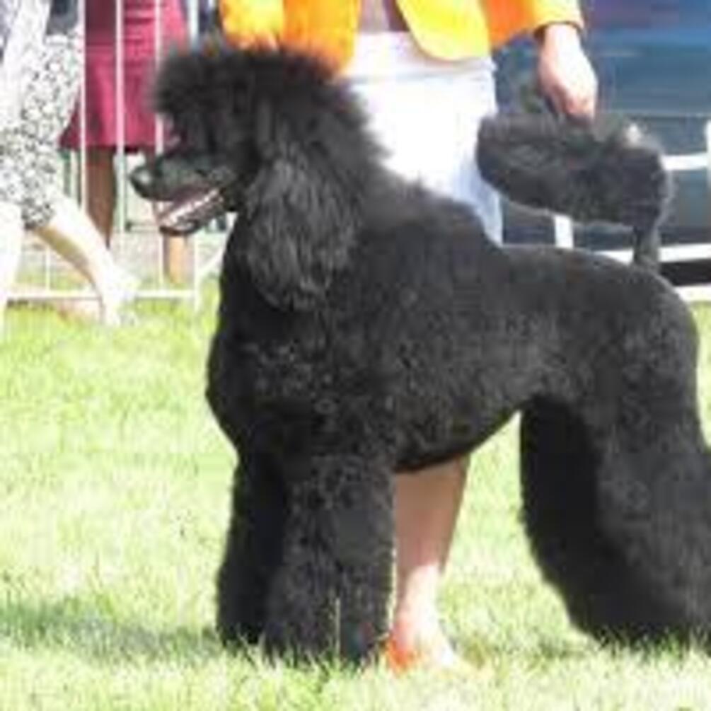 Идеальные для новичков: топ пород собак, не требующих сложного ухода