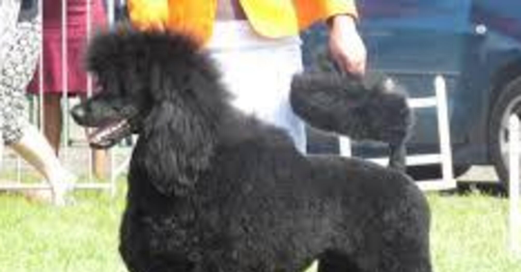 Ідеальні для новачків: топ порід собак, які не вимагають складного догляду