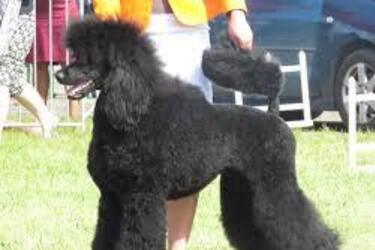 Ідеальні для новачків: топ порід собак, які не вимагають складного догляду