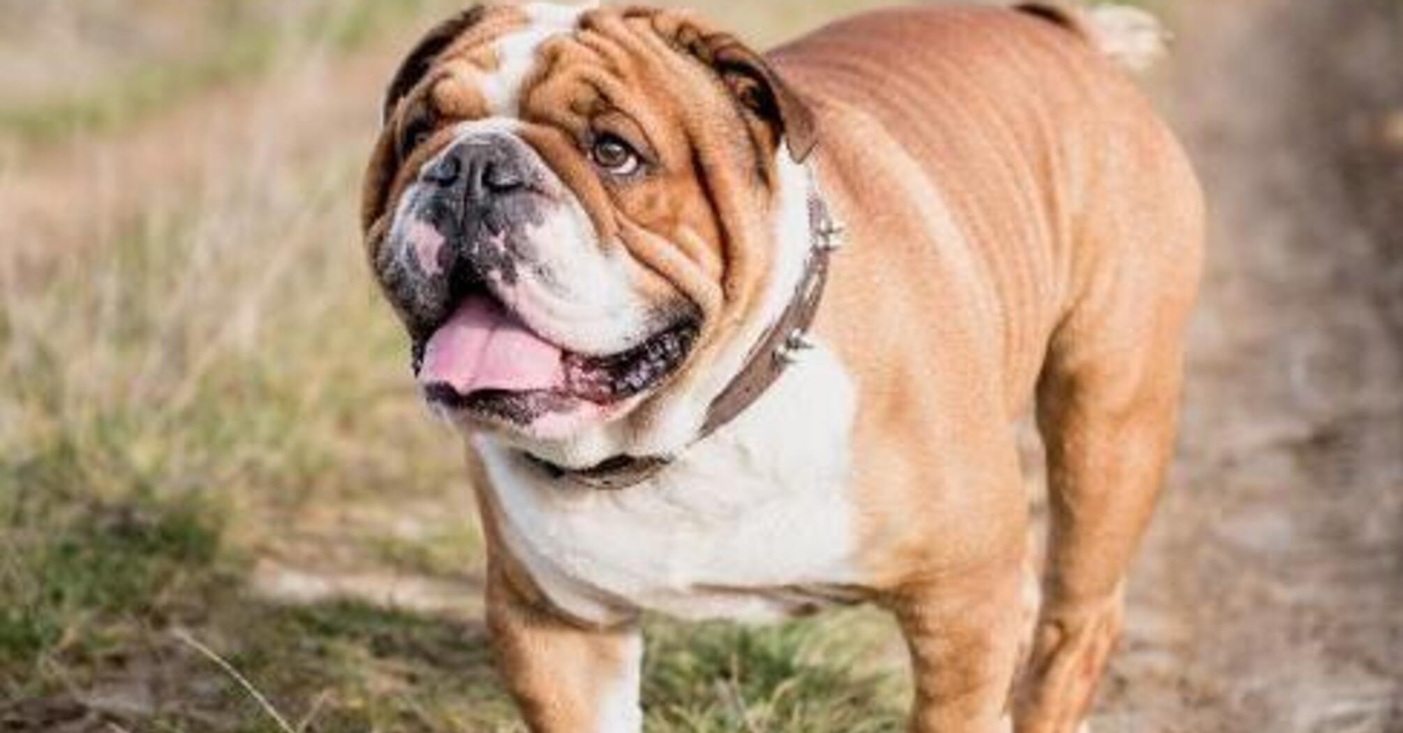 На улицу не вытащишь: топ пород собак, которые не любят гулять