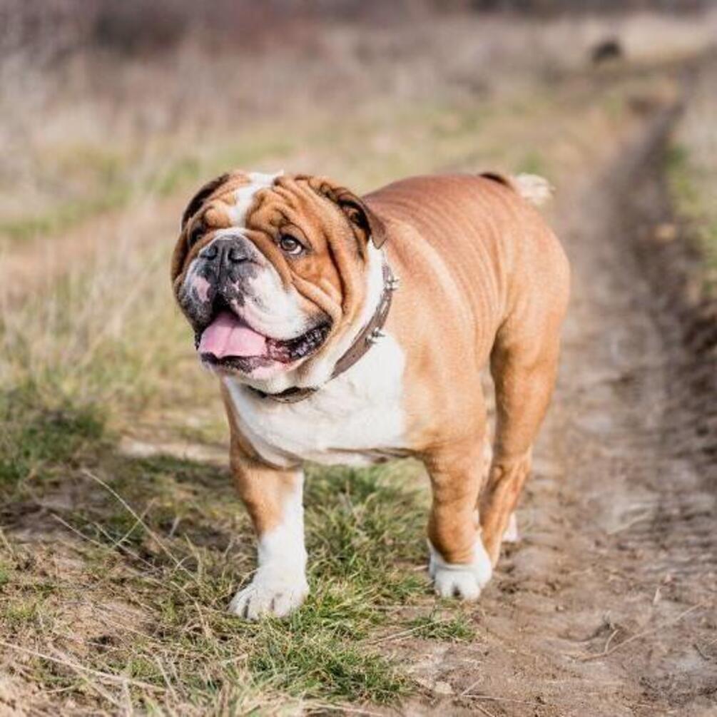 На вулицю не витягнеш: топ порід собак, які не люблять гуляти