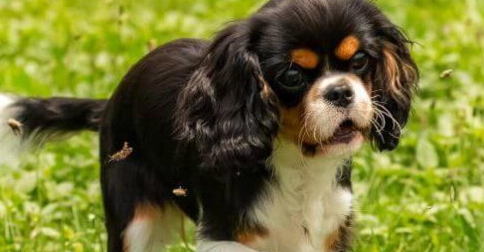 Завжди на позитиві: топ порід найжиттєрадісніших собак  