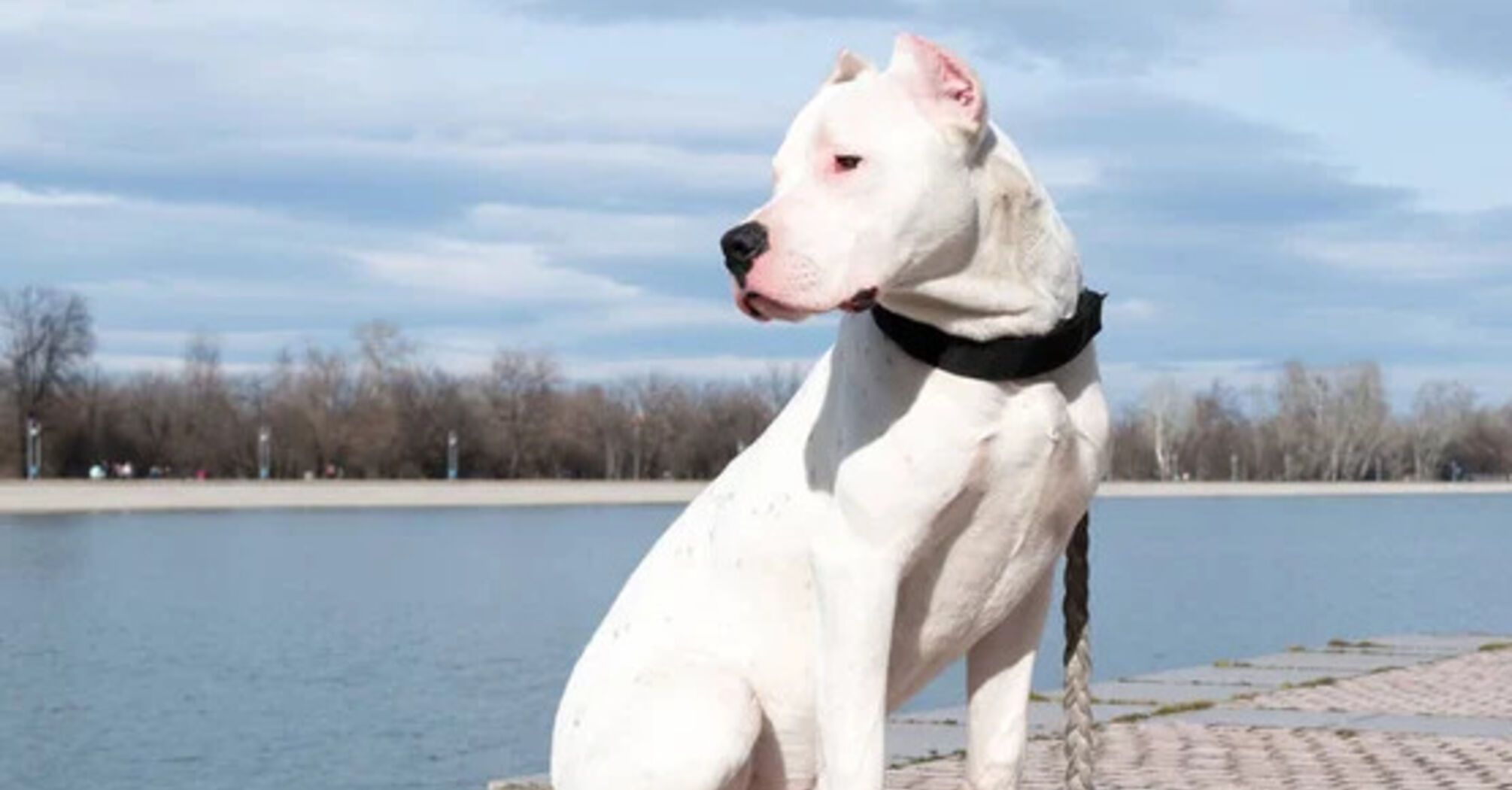 З ними буде складно: названо топ 'проблемних' порід собак  