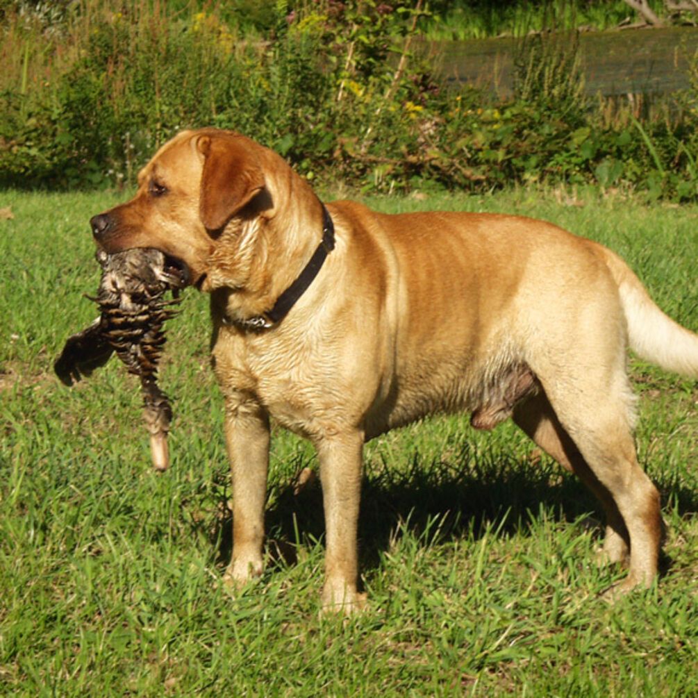 Ідеально для сімей з дітьми: топ порід спокійних собак