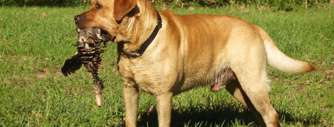 Идеально для семей с детьми: топ пород спокойных собак