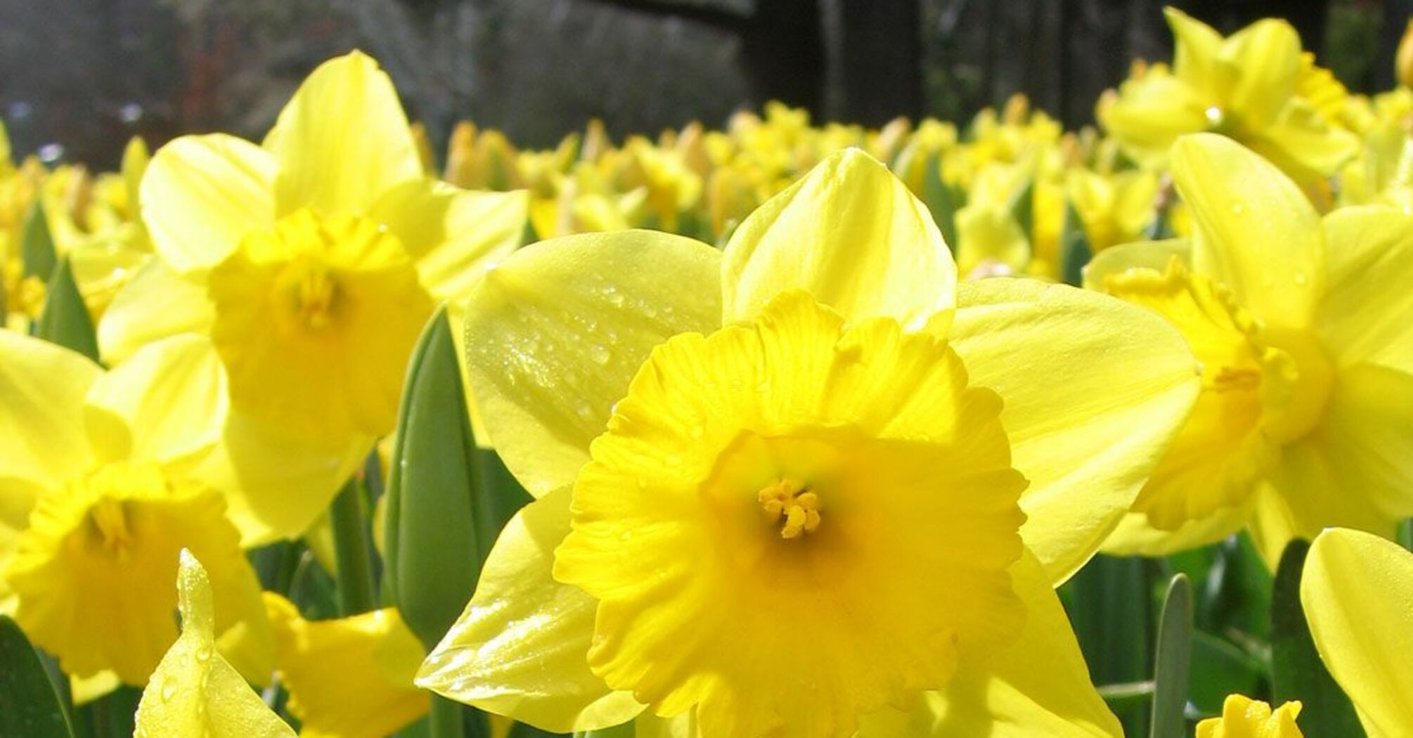 Об этом стоит знать: названо весеннее растение, которое токсично для собак и кошек