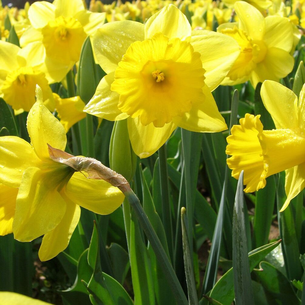 Про це варто знати: названо весняну рослину, яка є токсичною для собак та котів