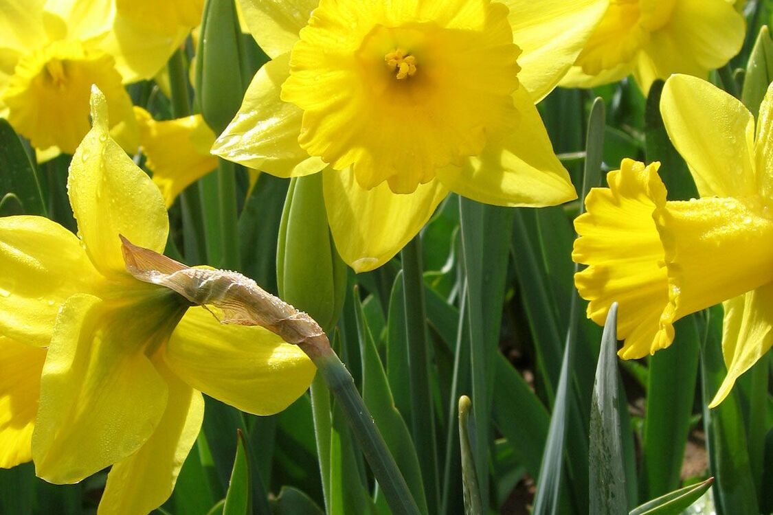 Об этом стоит знать: названо весеннее растение, которое токсично для собак и кошек