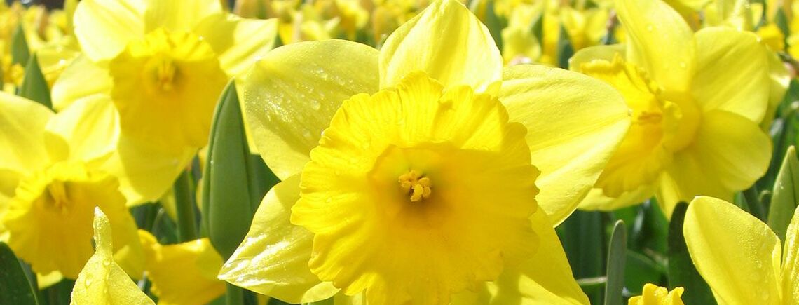 Про це варто знати: названо весняну рослину, яка є токсичною для собак та котів