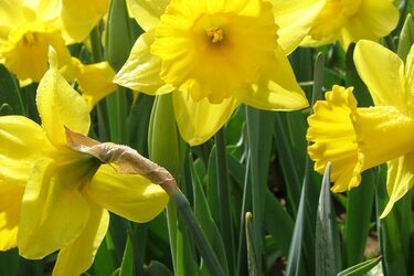 Про це варто знати: названо весняну рослину, яка є токсичною для собак та котів